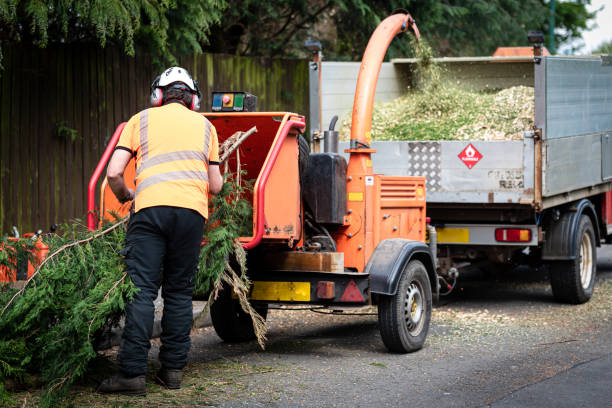 Reliable Monument, CO Tree Removal Solutions