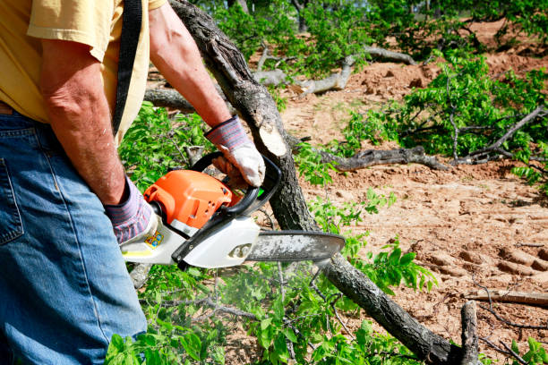 How Our Tree Care Process Works  in  Monument, CO